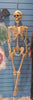 Full-length skeleton model against a blue wall