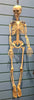 Halloween: Skeleton Decoration (Small)