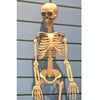 Halloween: Skeleton Decoration (Small)