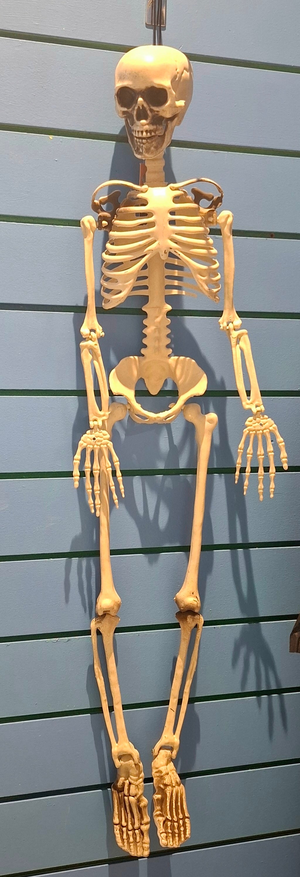 Halloween: Skeleton Decoration (Small)